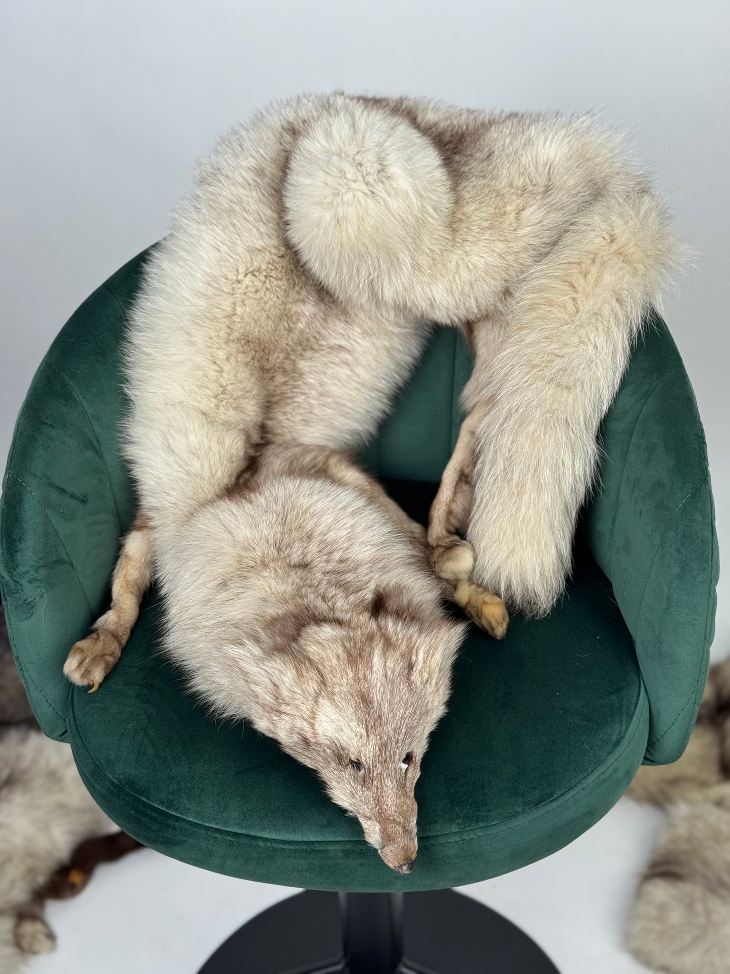 Collo in volpe della groenlandia