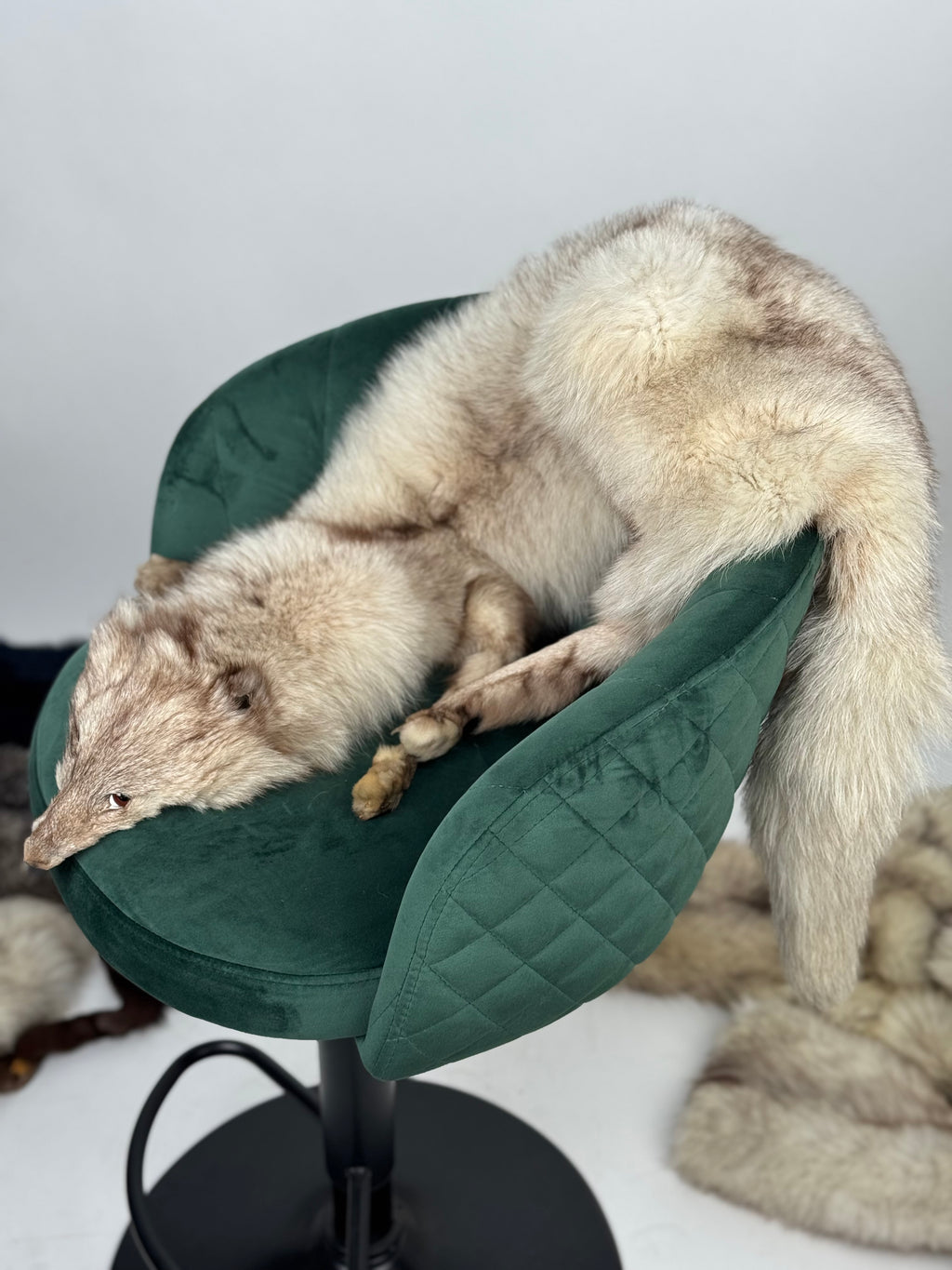Collo in volpe della groenlandia
