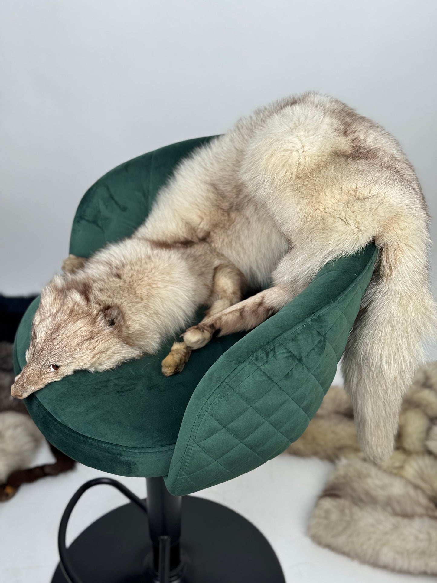 Collo in volpe della groenlandia