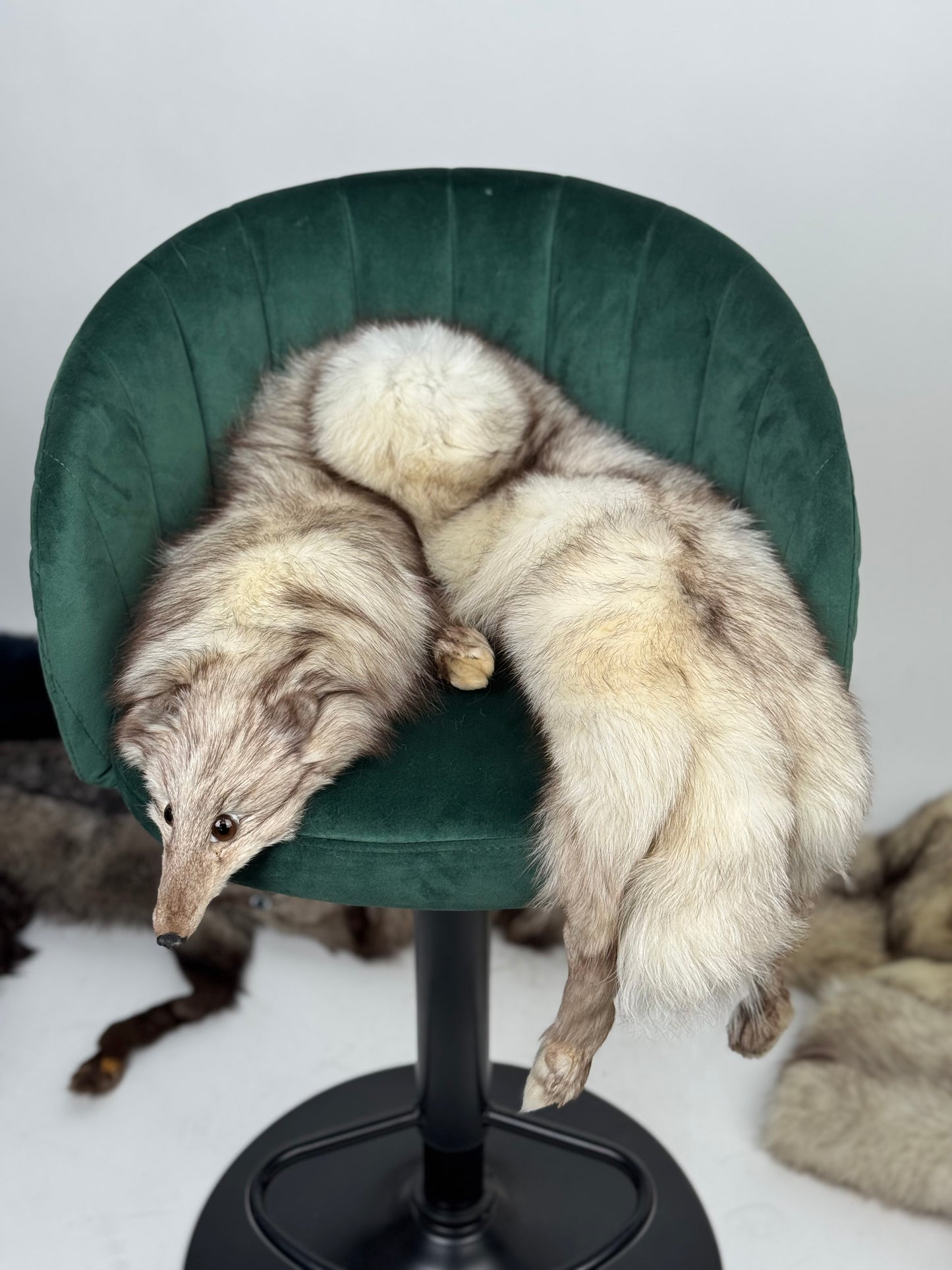 Collo in volpe della groenlandia