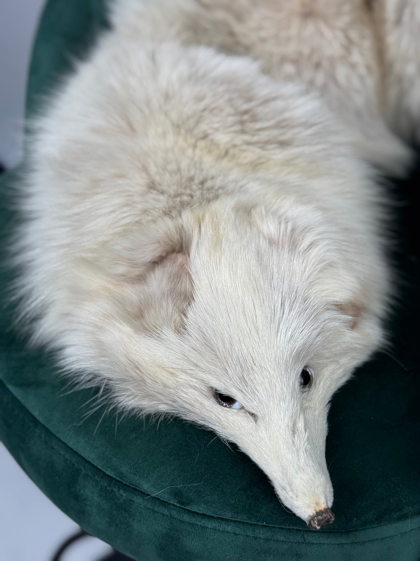 Collo in volpe shadow