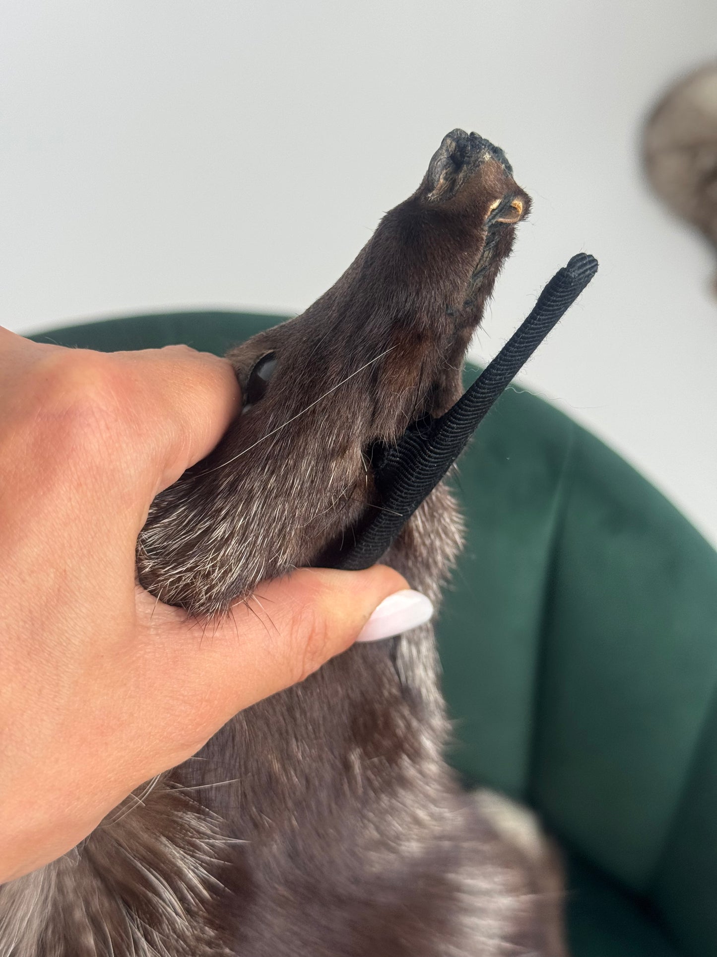 Collo in volpe argentata