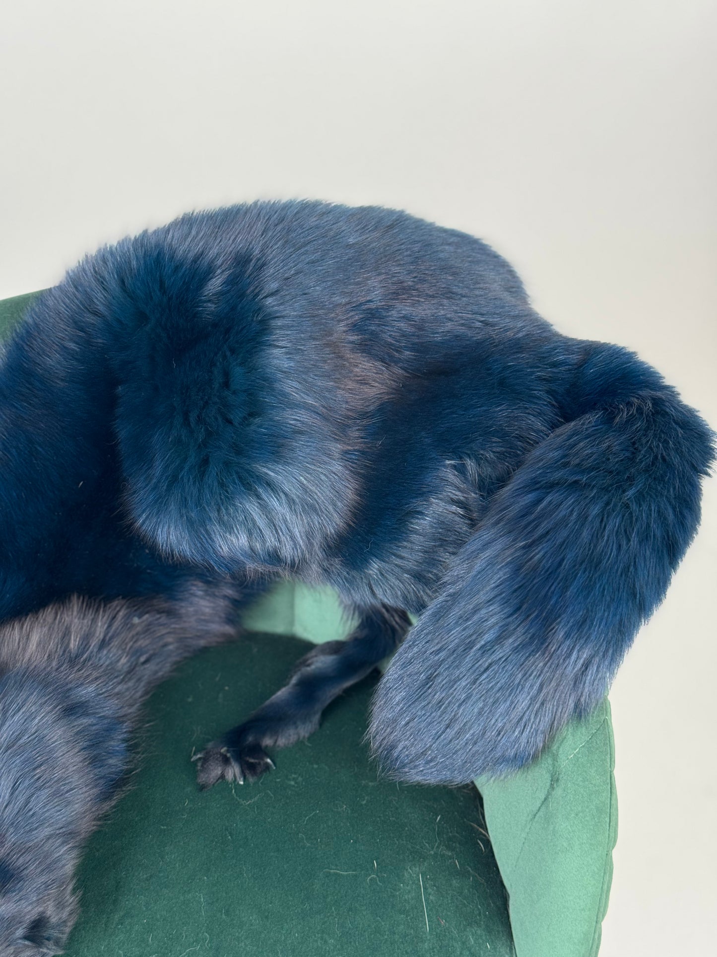 Collo in volpe blue